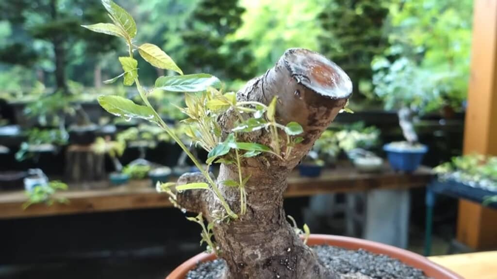 幹の脇から生えているヤマザクラの芽