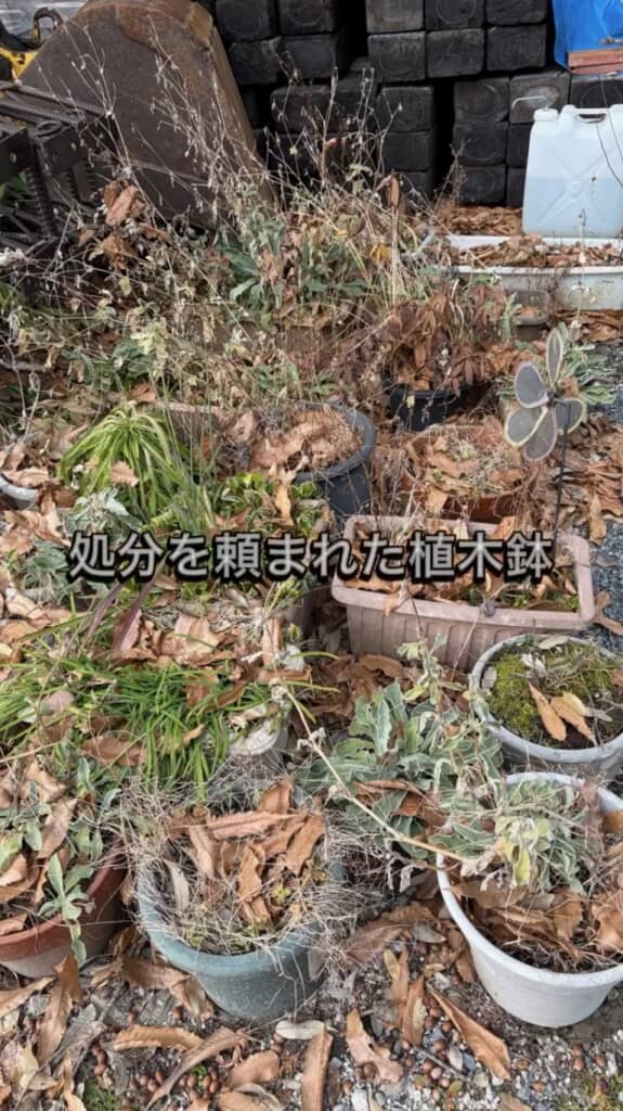 処分を頼まれた植木鉢