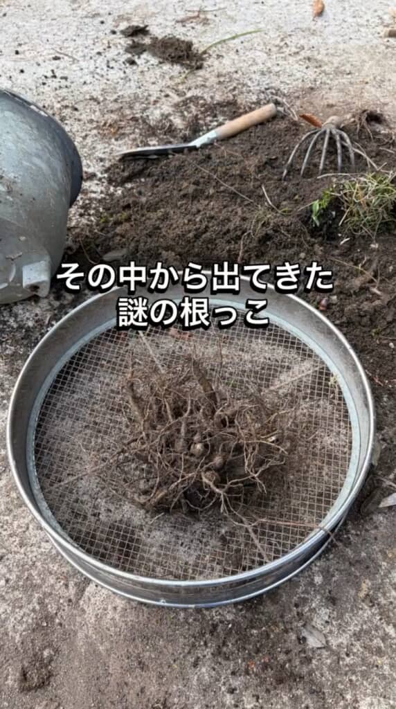 土の中から出てきた根っこ