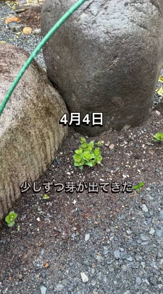 4月に発芽した様子
