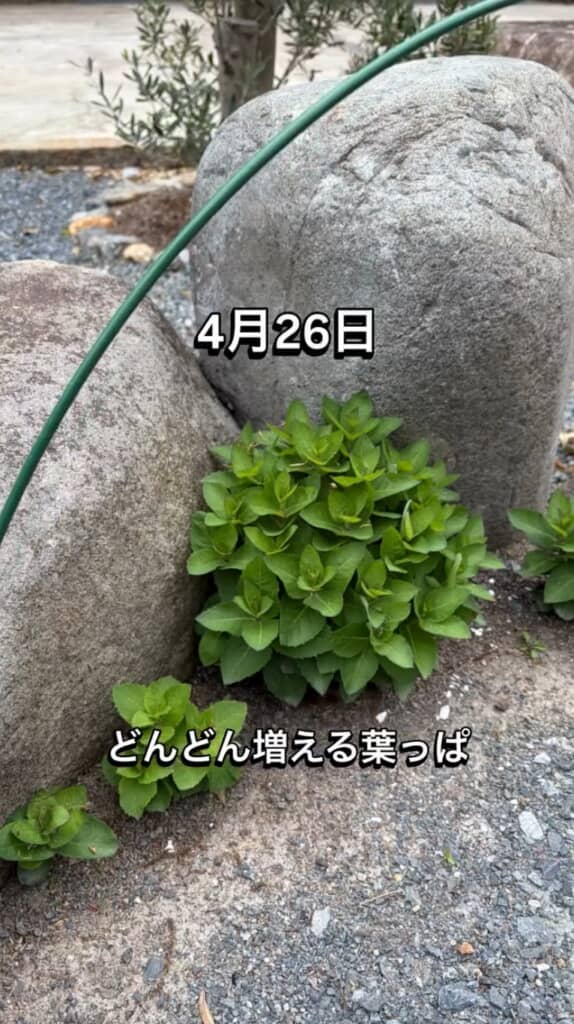 どんどん増えていきます