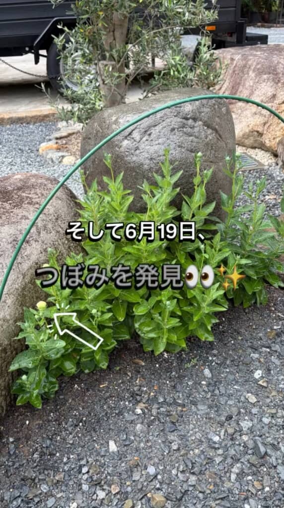 つぼみを発見!