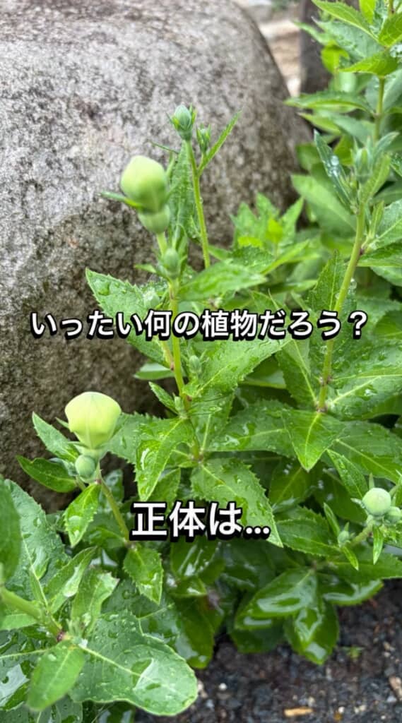 つぼみの正体は……?