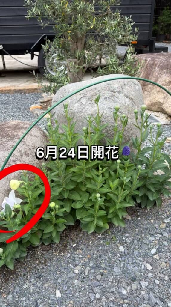 白いキキョウが開花!