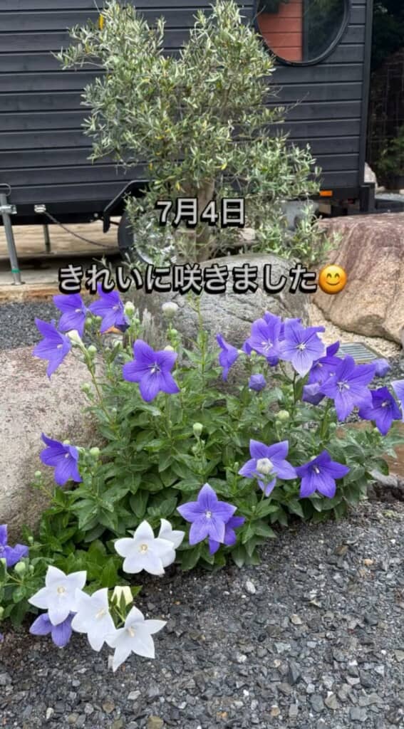 白&紫のキキョウが満開に