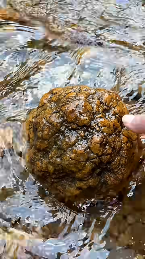 川辺で見つけた大きな石(画像は「RockHunter Mark」(@RockHunterMark)さんの YouTubeから引用)