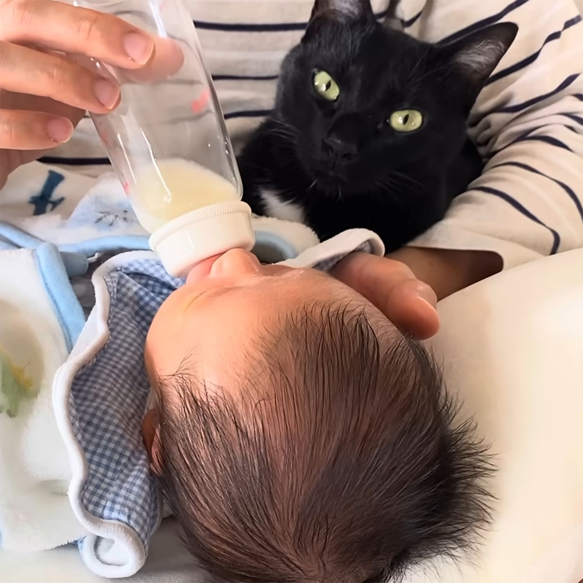 兄猫と“本当の兄弟”のように育った赤ちゃん→2年後の姿に「涙出てきた」「なんて幸せな空間」(1/3) | 育児 ねとらぼ