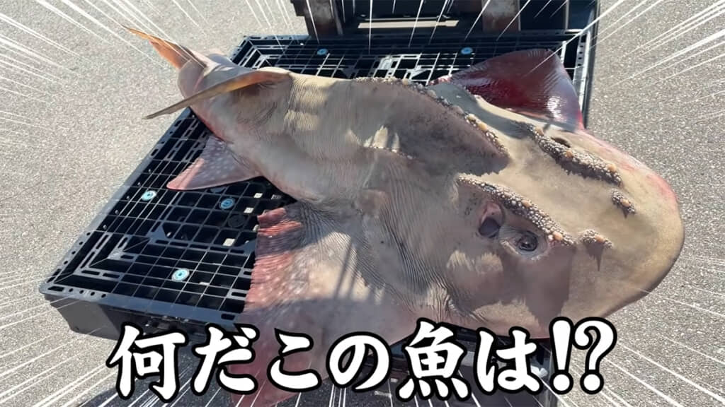この魚の正体は……！？