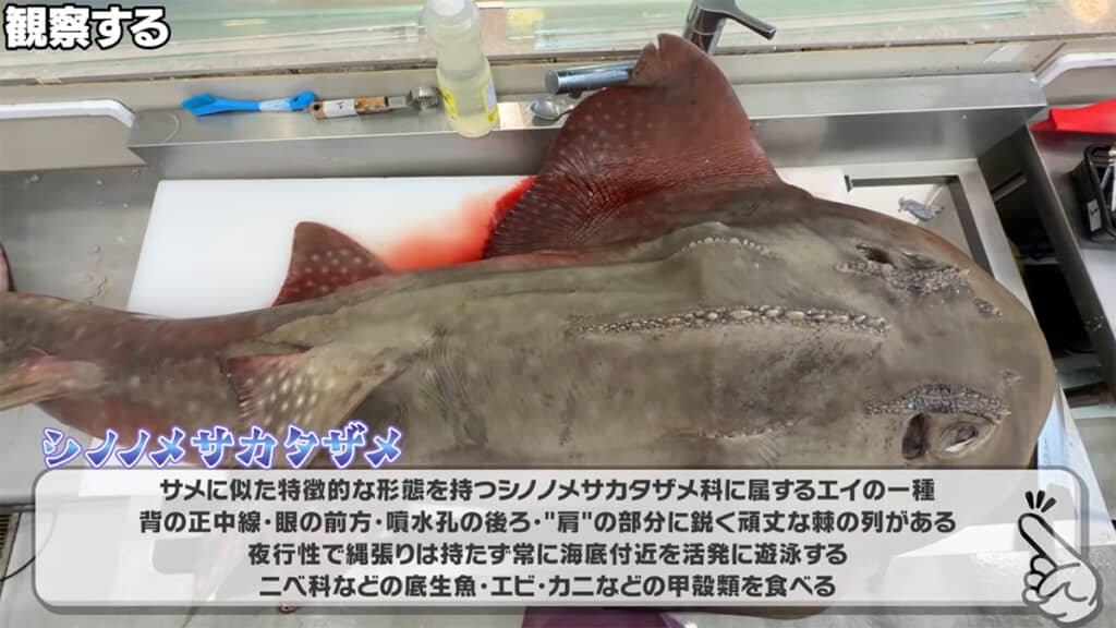 実はサメではなく、エイの仲間です
