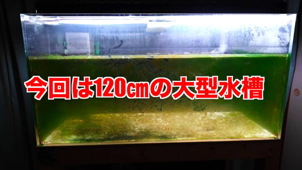 コケでおおわれた大型水槽