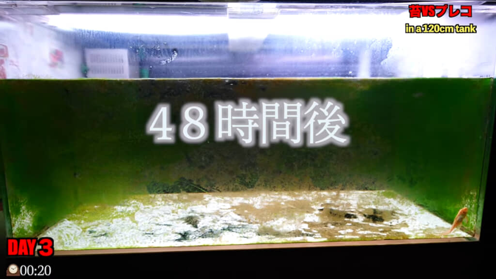 丸2日で水槽内を見渡せるように