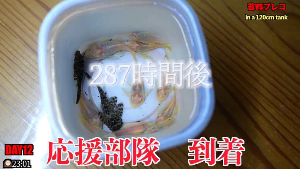 12匹のプレコを追加投入