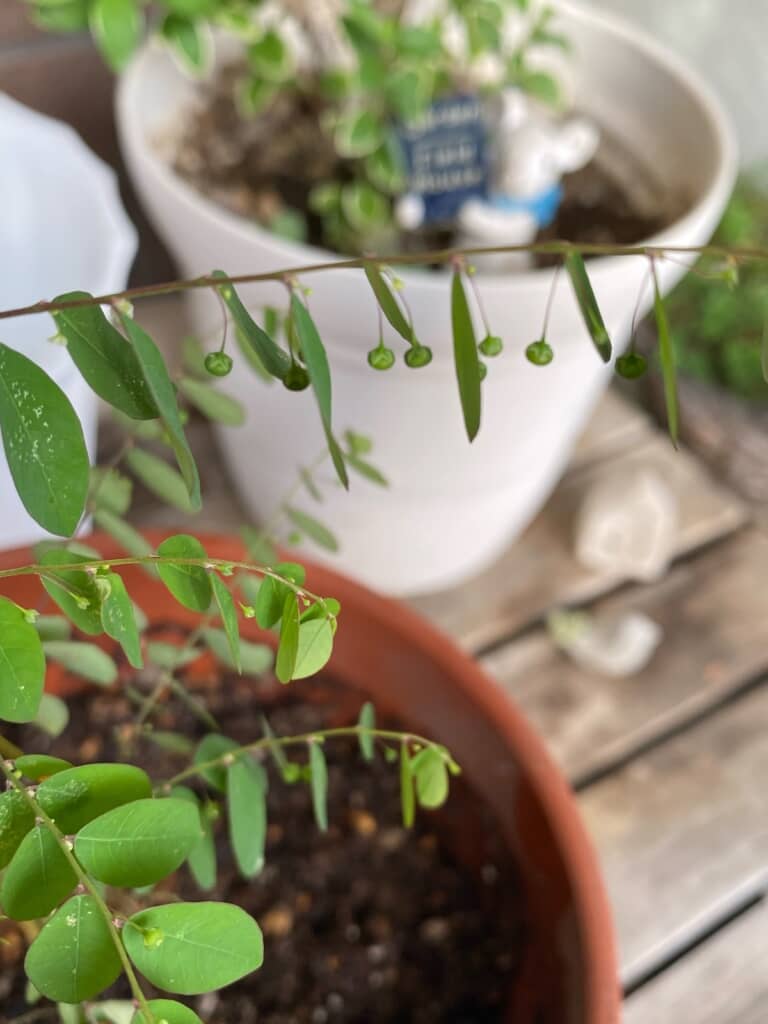 夫が持ち帰ったかわいい植物