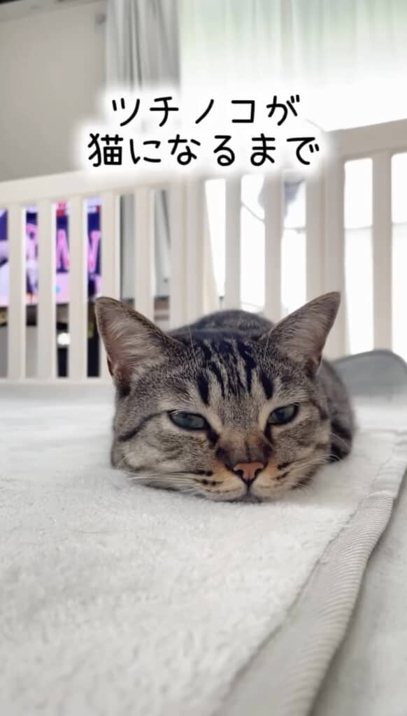 このフォルムは……！