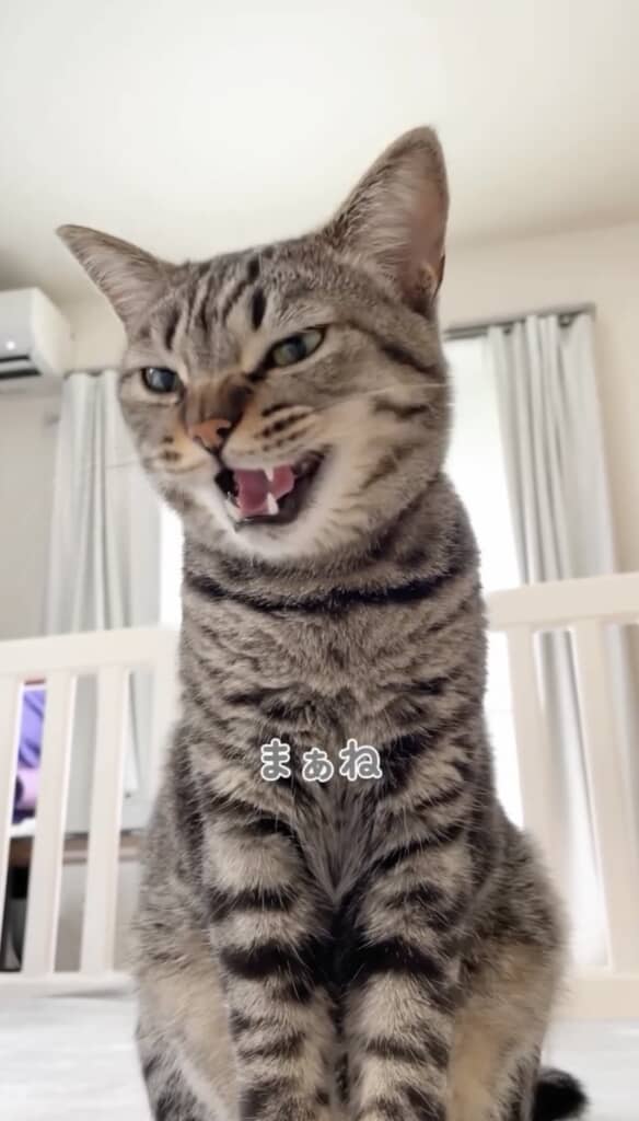 「ニャーン」と答えます