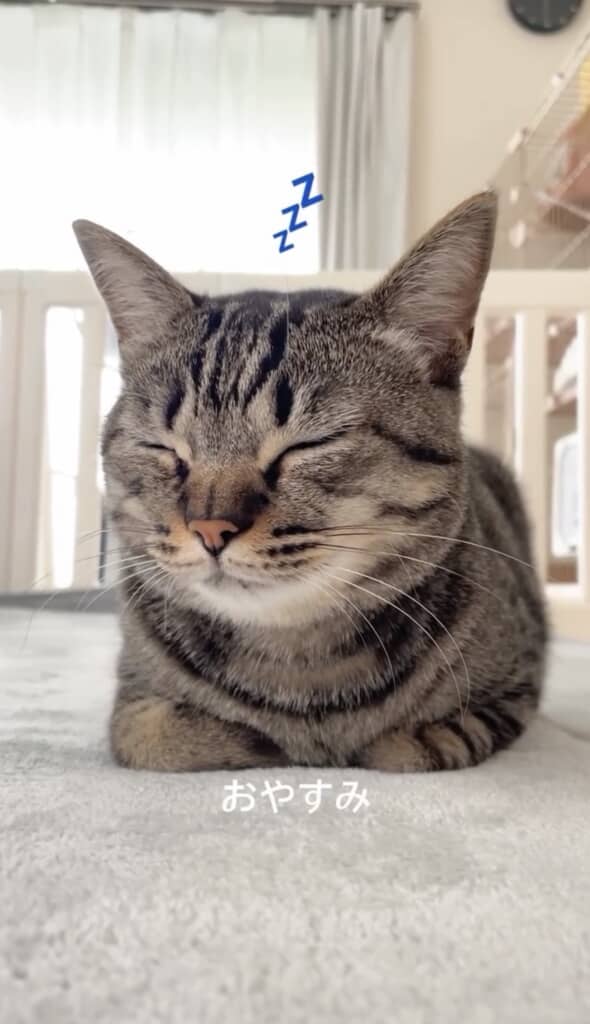 最後は香箱座りで猫ちゃんに戻りました