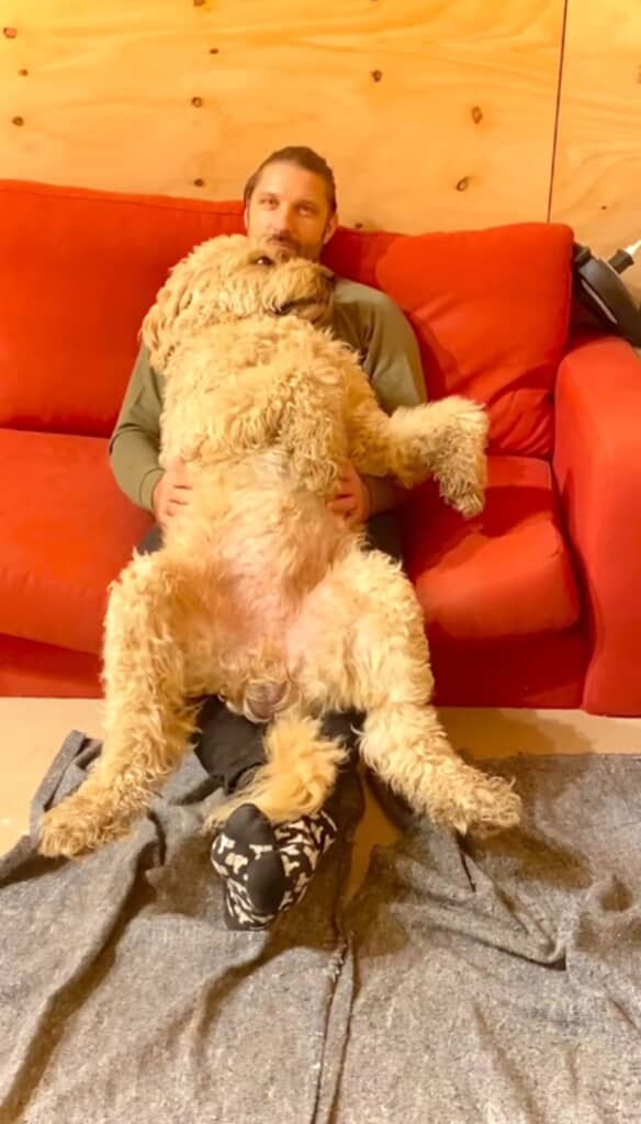 ゴールデンレトリバーとスタンダードプードルを親に持つミックス犬でした