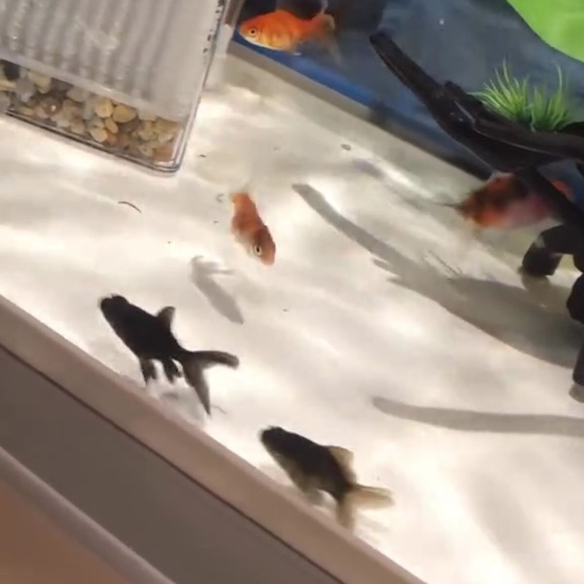 夫が金魚すくいで18匹ゲット→1年後、水槽をのぞいたら…… 目を疑う光景に「すごー!」「育てるの上手なんだろうな」(1/3) | その他生き物 ねとらぼ