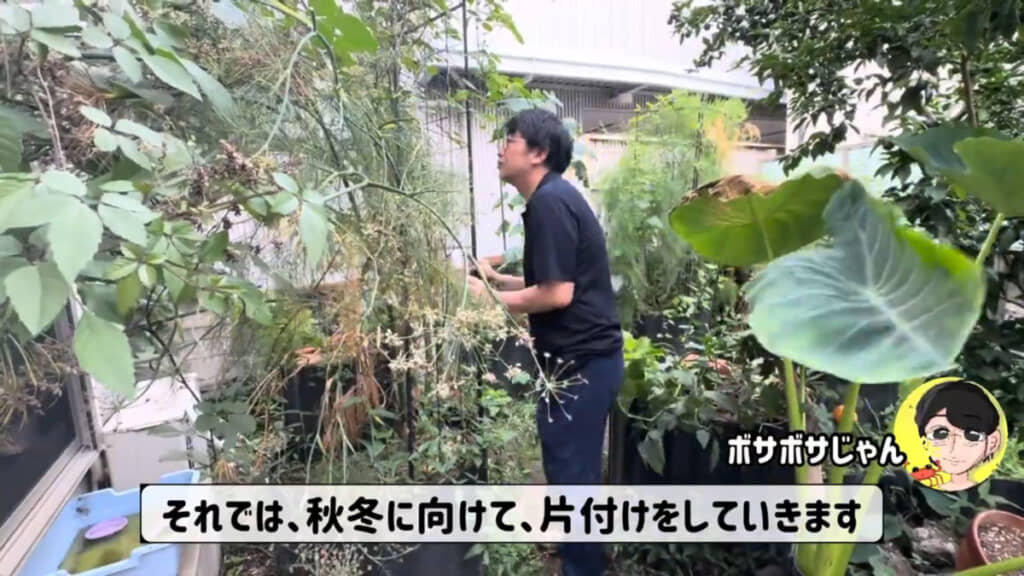 水やりなしで成長して高く伸びたフェンネル。支柱を外したら……
