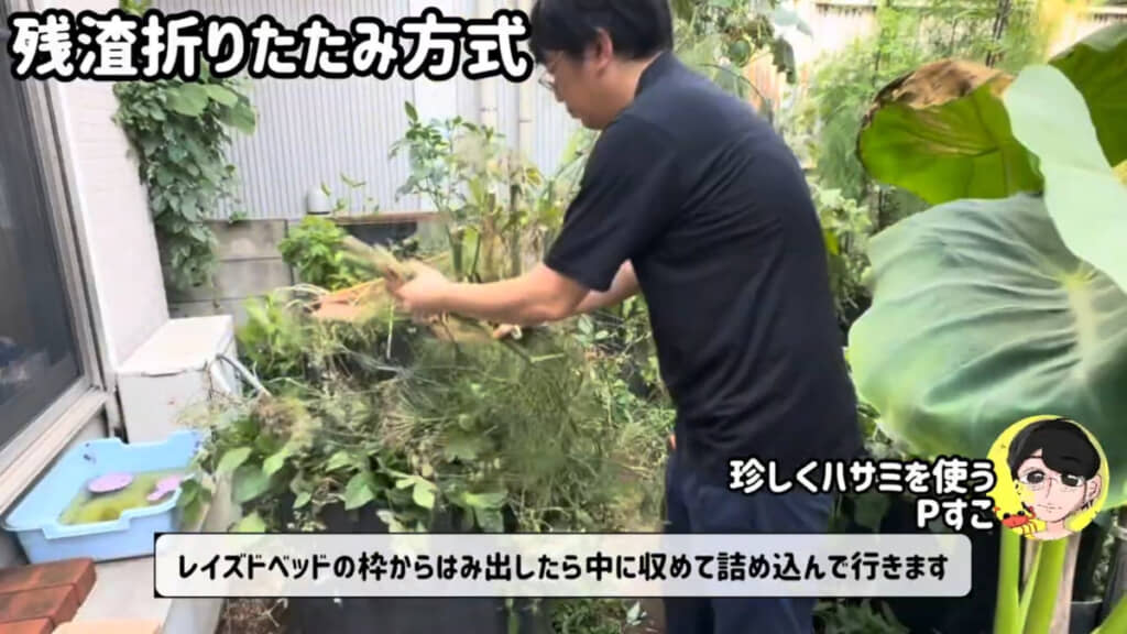 茎をカットして折りたたみながらレイズドベッドに積んでいく