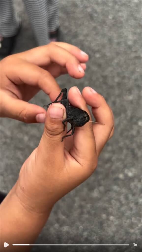 全身真っ黒なトノサマバッタ