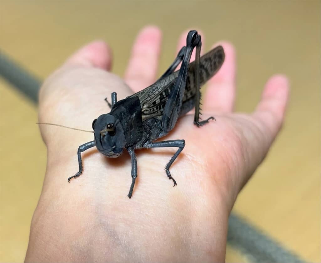 全身真っ黒なトノサマバッタ