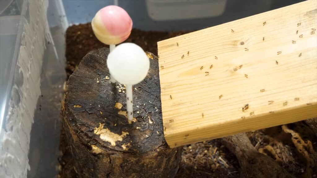 ヨコヅナアリのコロニーにチュッパチャプスを与えてみる実験