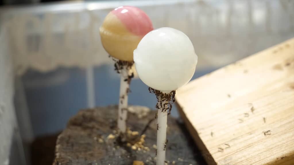 ヨコヅナアリのコロニーにチュッパチャプスを与えてみる実験