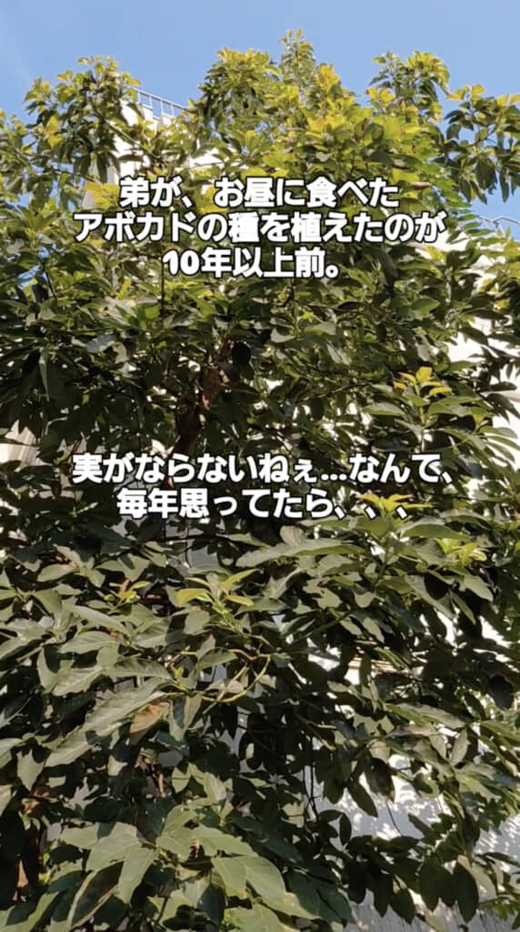 10年以上前に埋めた種が大きな木に