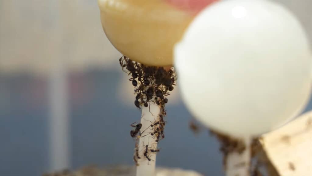ヨコヅナアリのコロニーにチュッパチャプスを与えてみる実験