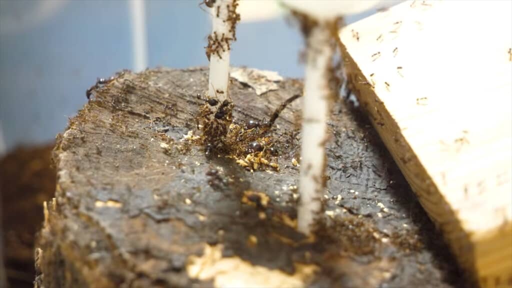 ヨコヅナアリのコロニーにチュッパチャプスを与えてみる実験