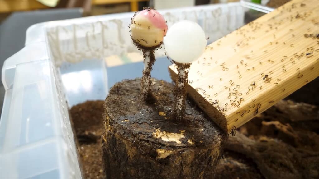 ヨコヅナアリのコロニーにチュッパチャプスを与えてみる実験