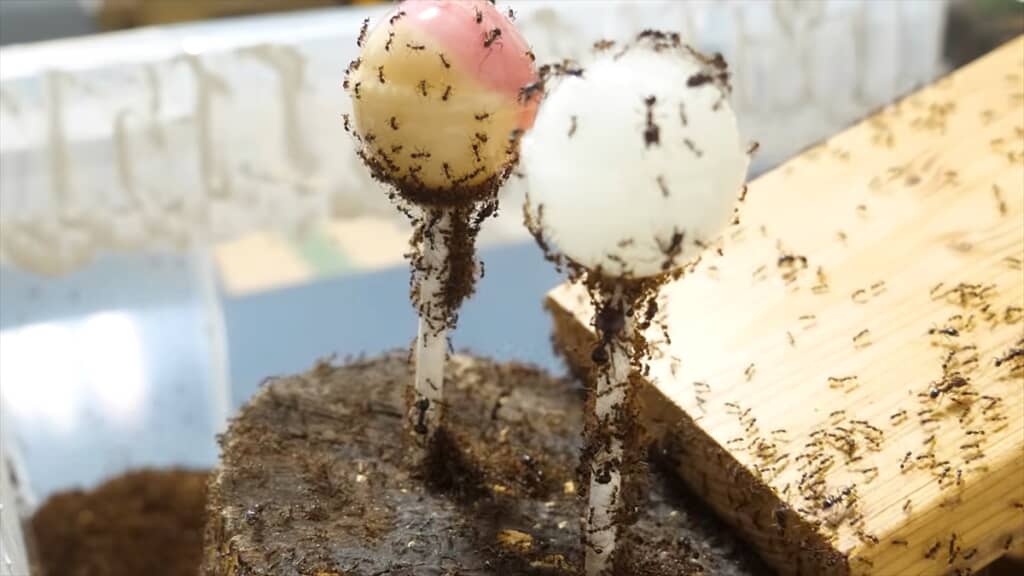 ヨコヅナアリのコロニーにチュッパチャプスを与えてみる実験
