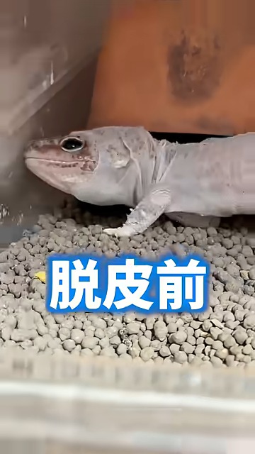 「やるぞー!」と気合を入れていそう