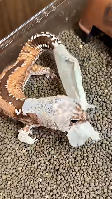 白い頭巾を被っているみたいだね