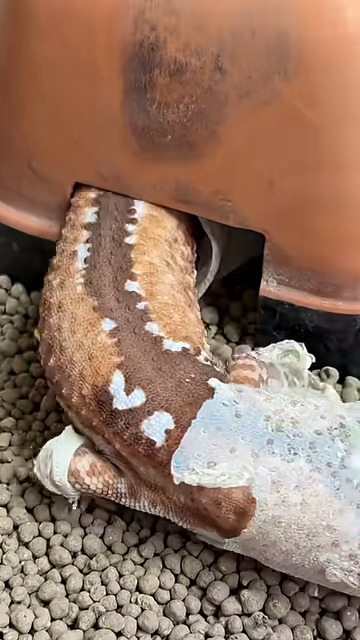 脱げてきた!