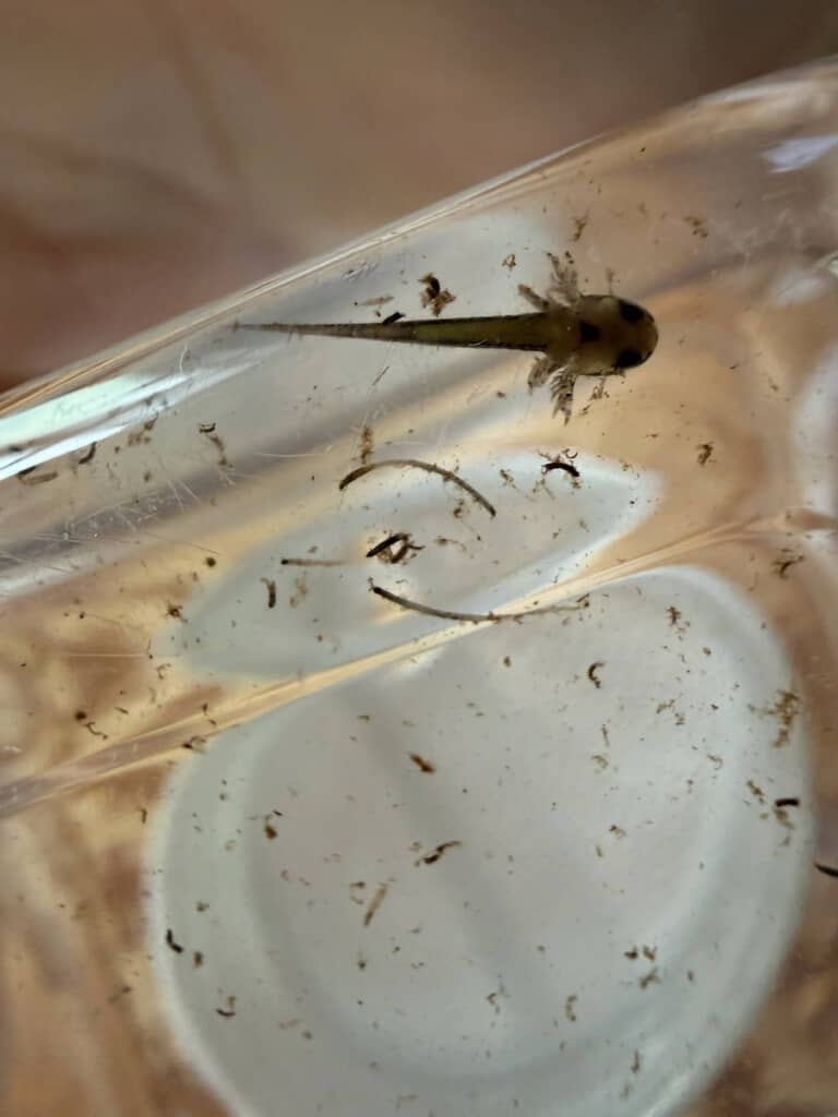 水草についてきた“謎の生物”