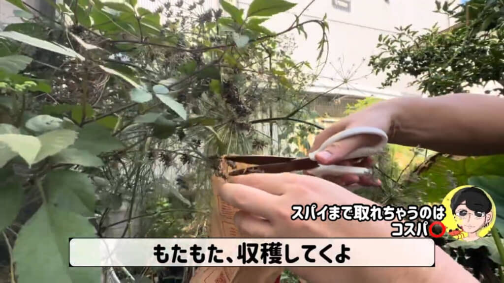 収穫したあとの野菜・ハーブの処理について紹介