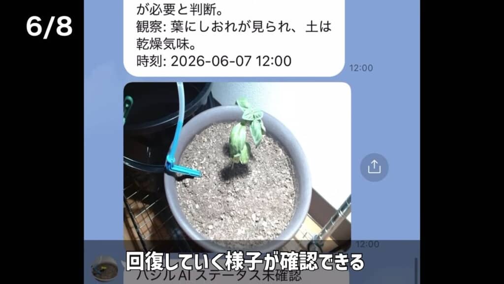 水やりによってバジルが回復していく様子