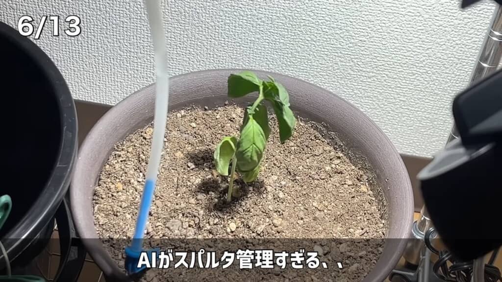 しおれてしまった6月13日時点のバジル