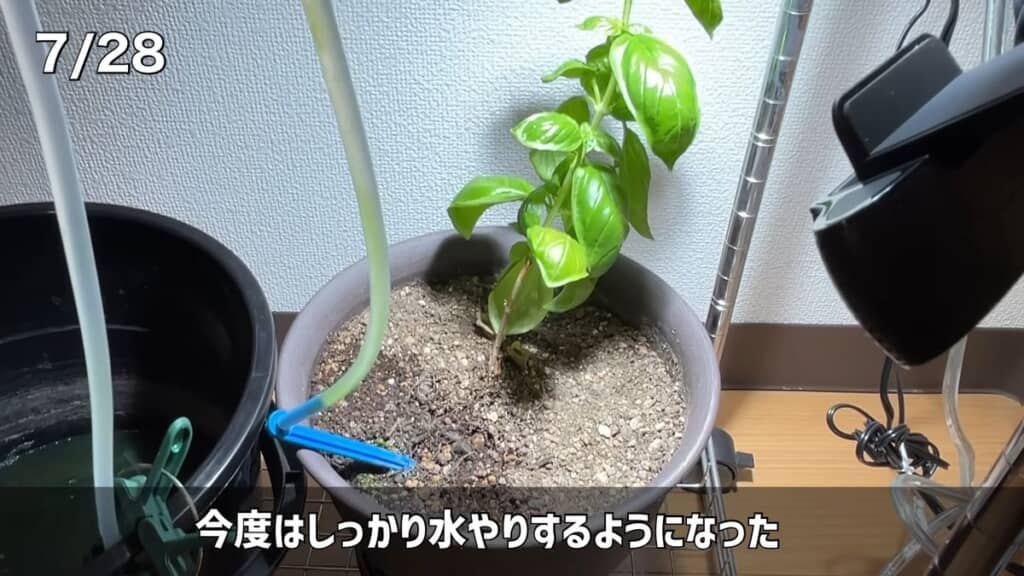 画面からはみ出るくらいに長く伸びた7月28日時点のバジル