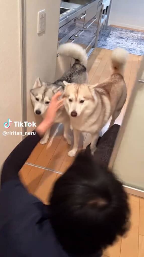 りりたんとここちゃんが穏やかにお出迎え