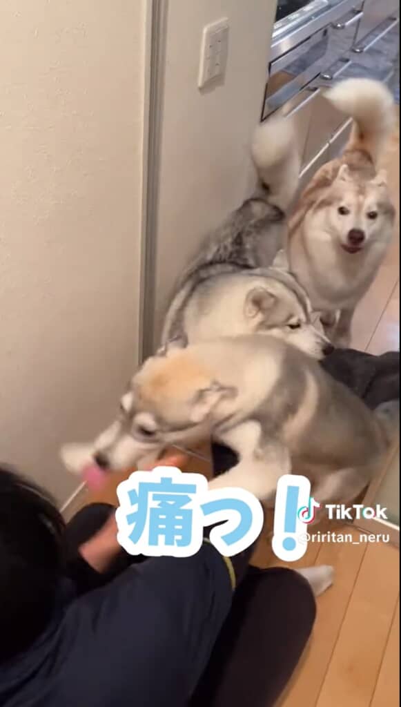 大暴れなららちゃん