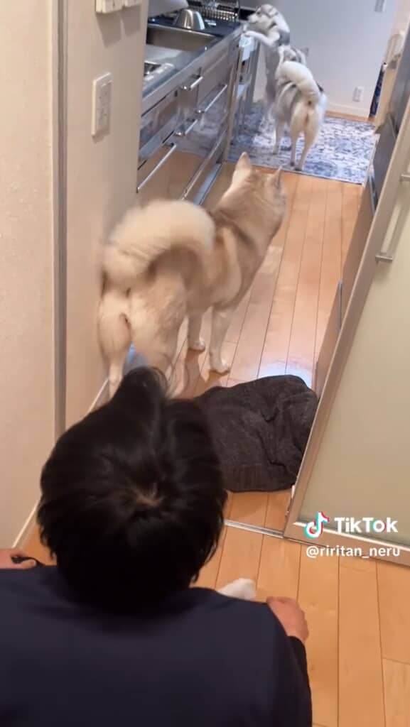 大喜びの妹を見守る優しい姉2匹