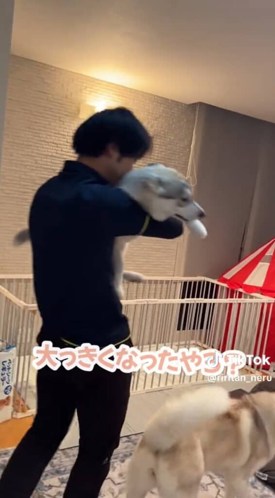 抱っこしてもらってリビングへ移動するららちゃん