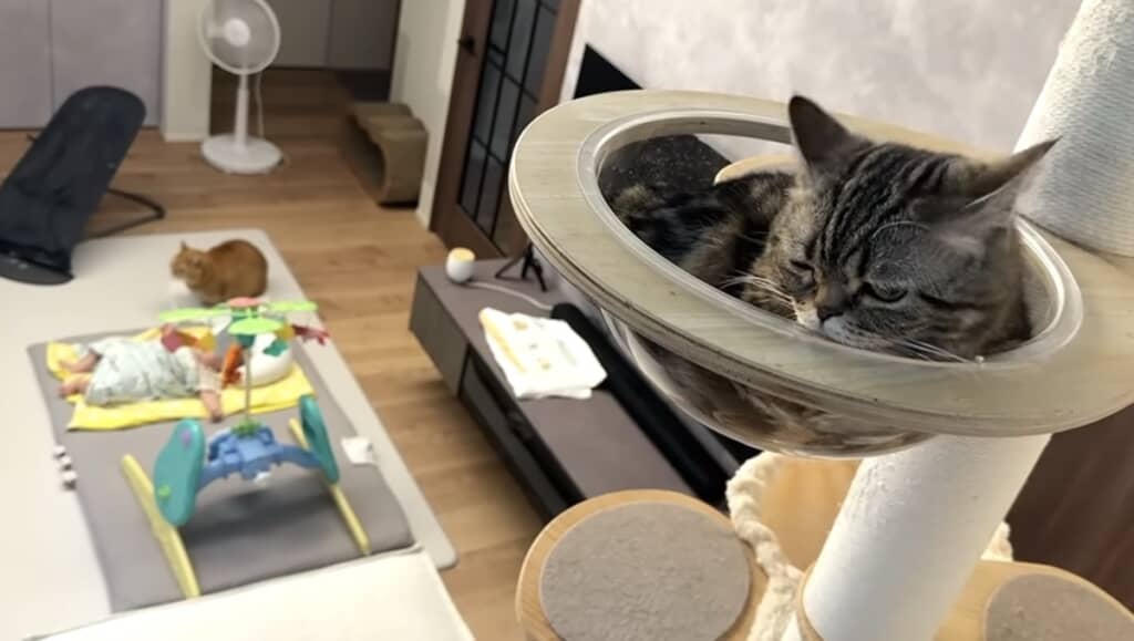 ちょこんと香箱座り