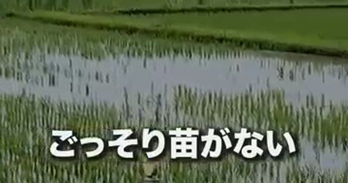突然、稲がごっそり消えた田んぼ→中をのぞくと…… 驚きの光景に「初めて見ました」「たちが悪い」(1/2) | IT・科学 ねとらぼ