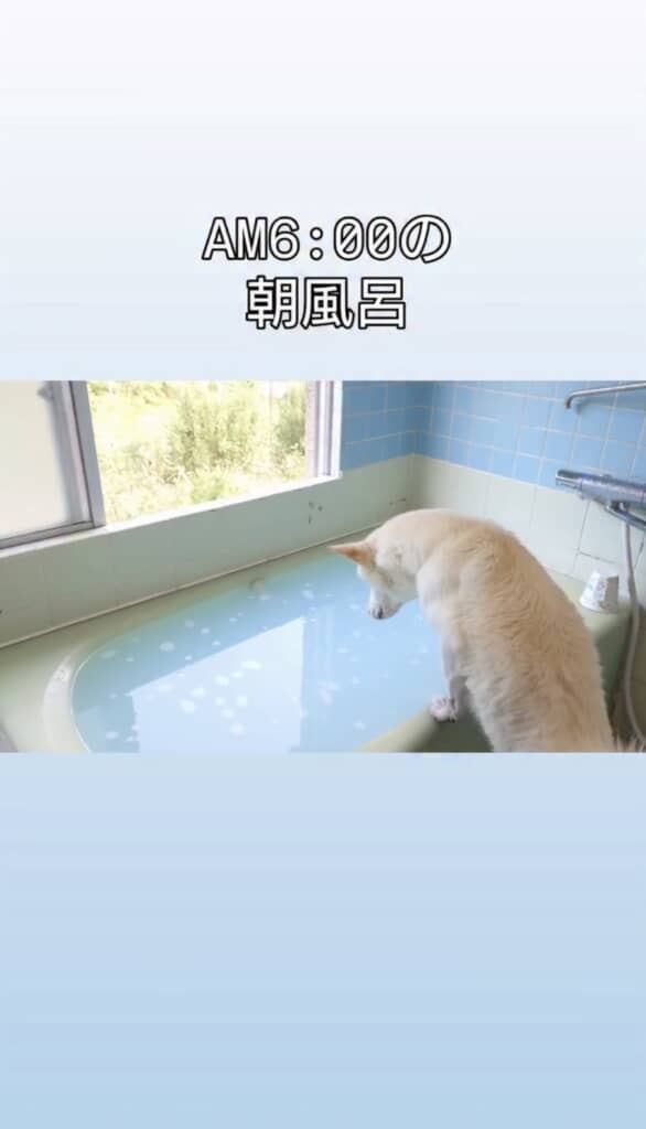 朝風呂が日課の丸太ちゃん