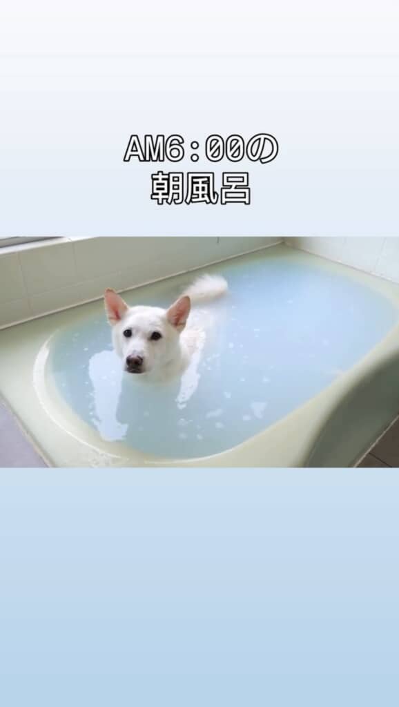飼い主さんに「座って」と言われて