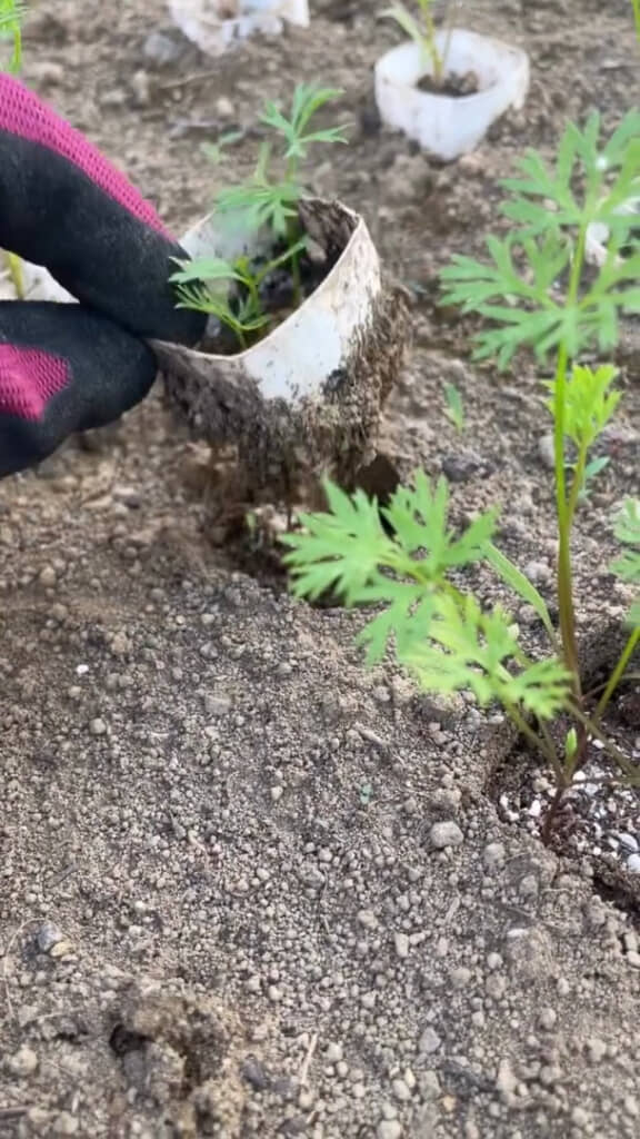 定植してから約2週間後(種まきから約28日後)には芯の上部がスポッと取れるように